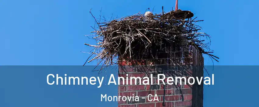 Chimney Animal Removal Monrovia - CA