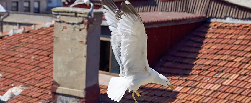 Residential Chimney Animal Removal Solution in Monrovia, CA